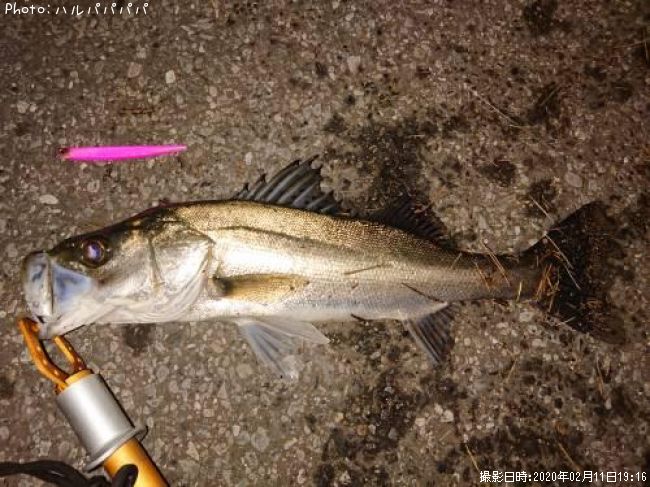 �����Х�