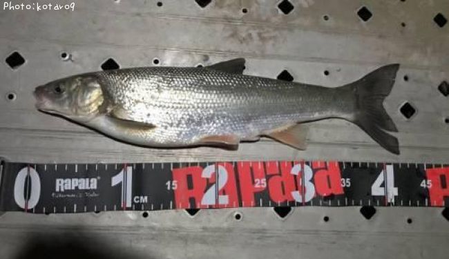 �ޥ륿������