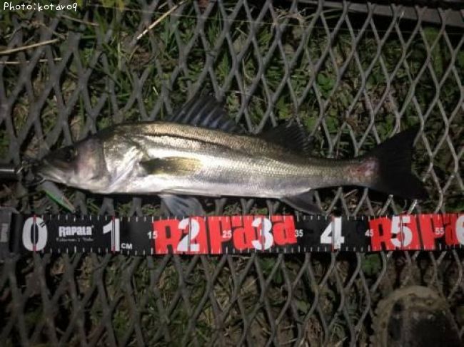 �����Х�