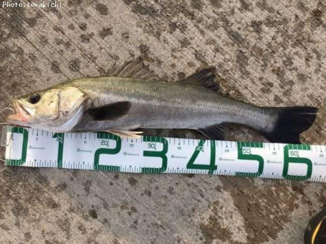 �����Х�