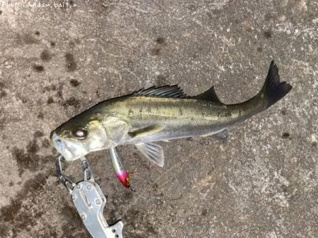 �����Х�