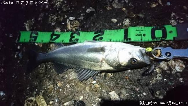 �����Х�