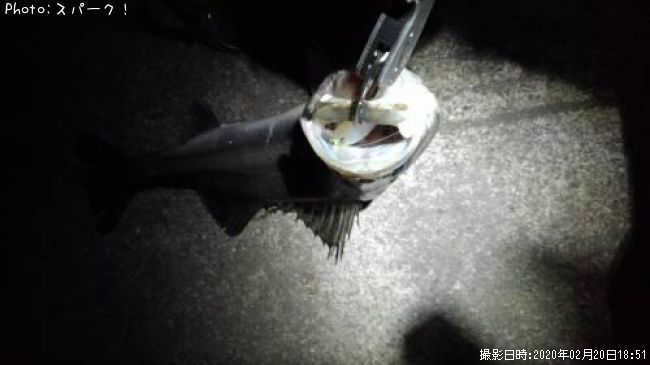 �����Х�