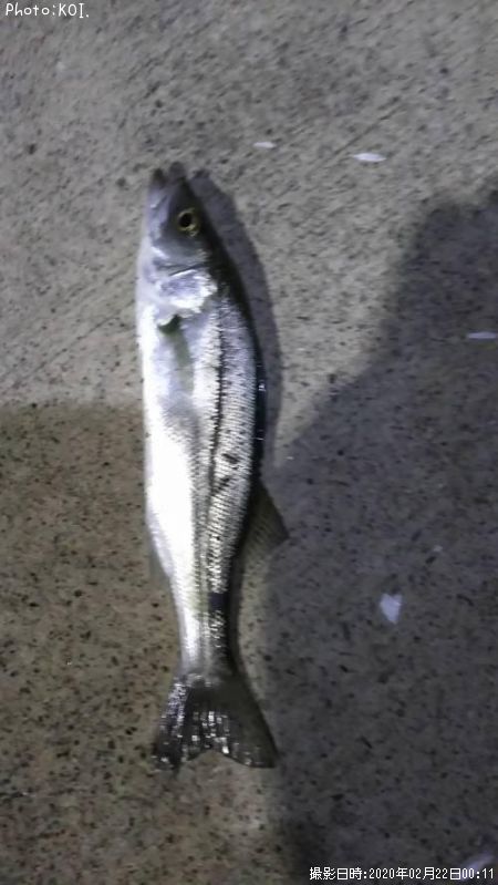 �����Х�