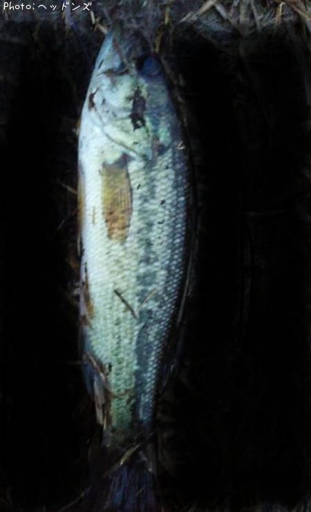 �֥�å��Х�