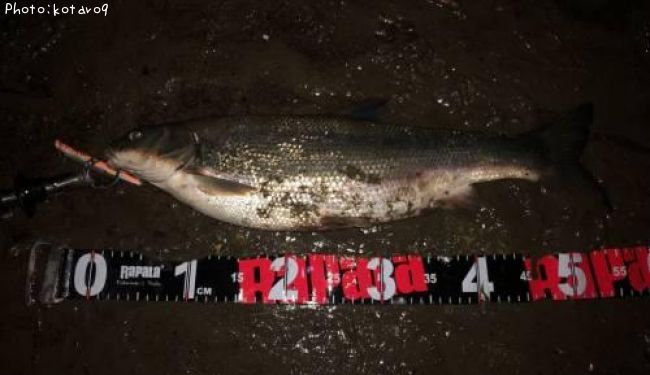 �ޥ륿������