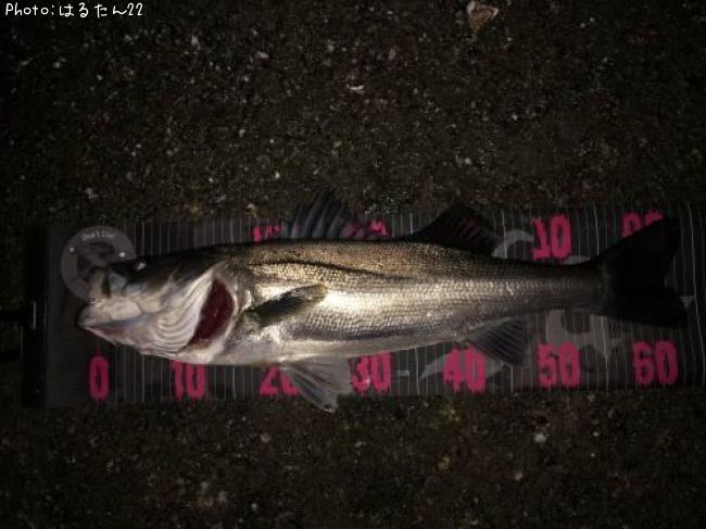 �����Х�