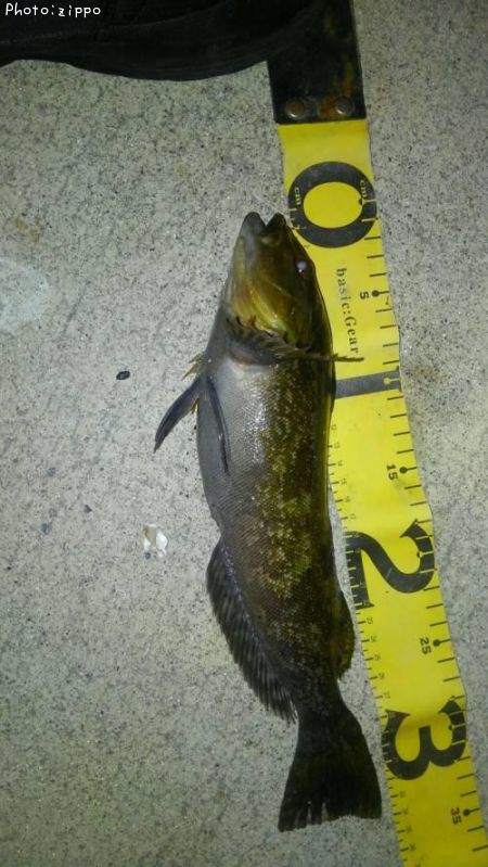 �����ʥ�