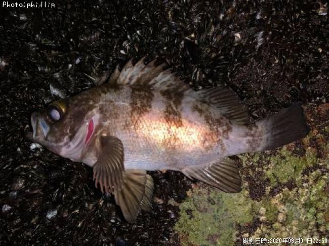 ��Х롢����