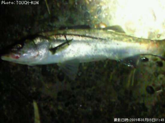 �����Х�