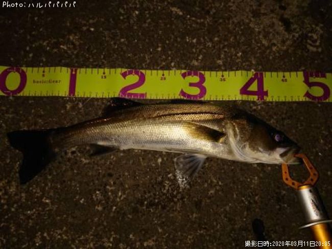 �����Х�