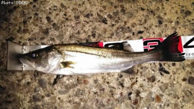 �����Х�