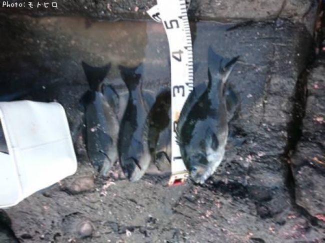 �����᥸��