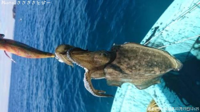 ��󥴥���������ƻ