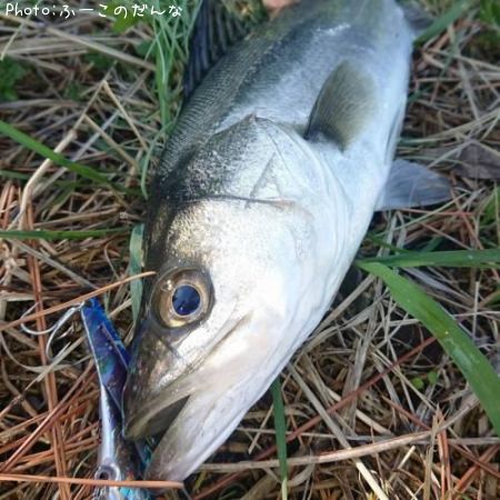 �����Х�