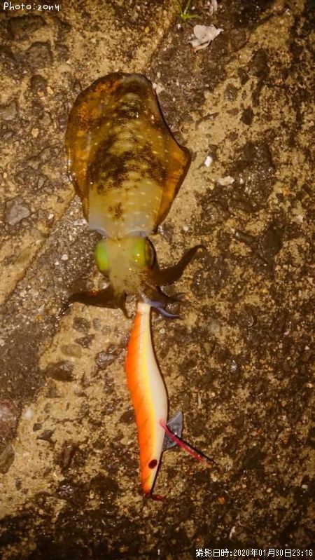 �����ꥤ��