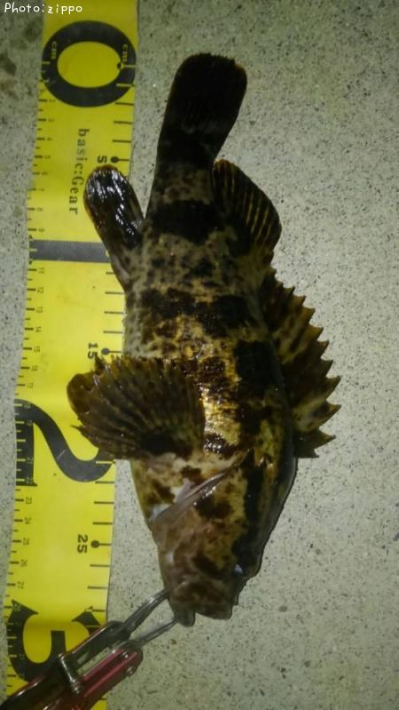 �����Υ���Х�