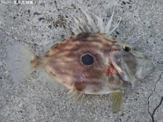 �ޥȥ�����