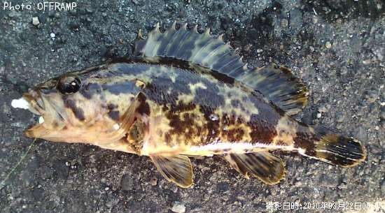 �����Υ���Х�