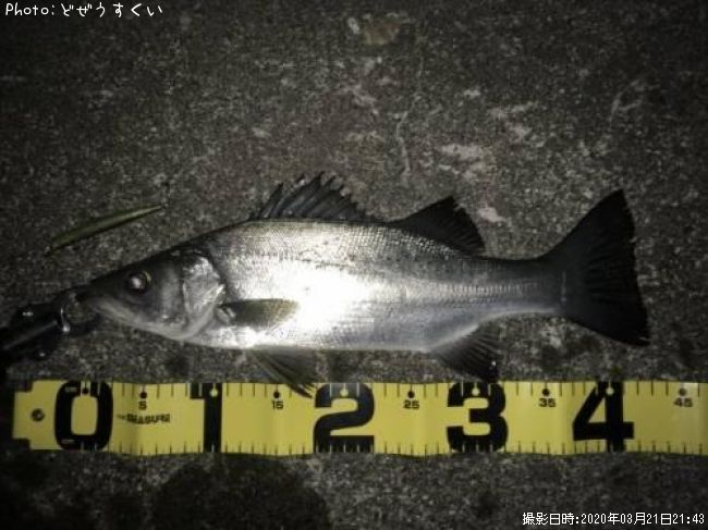 �����Х��ʥҥ饻������