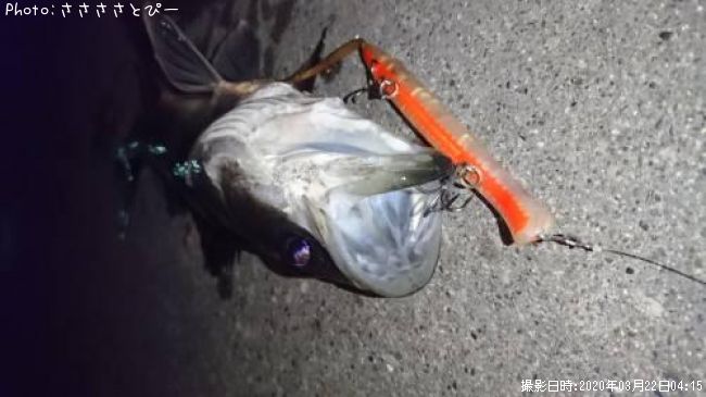 �����Х�