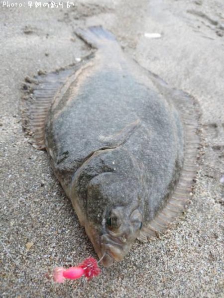 �ޥ����쥤