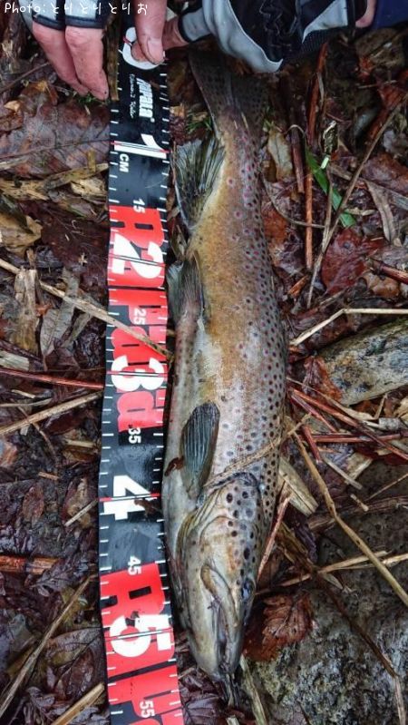 �֥饦��ȥ饦��