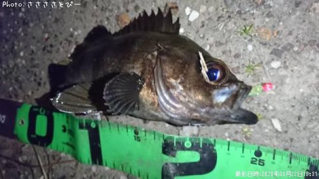 ��Х�������Х�