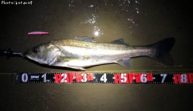 �����Х�