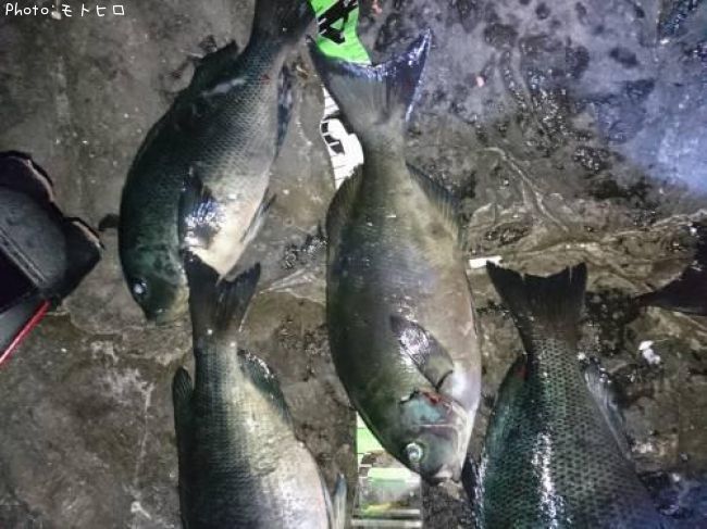 ��Ĺ�᥸��