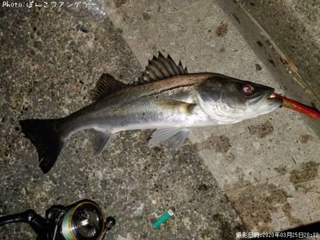 �����Х�