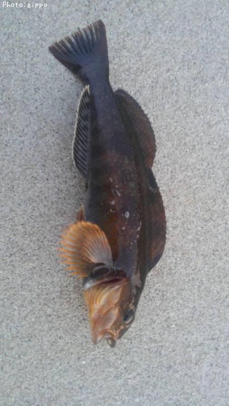 �����ʥ�