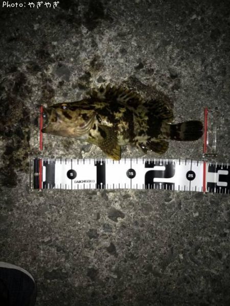 �٥å�������