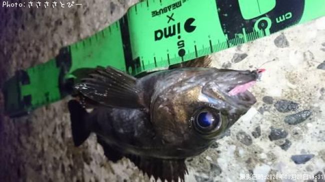 ��Х�������Х�