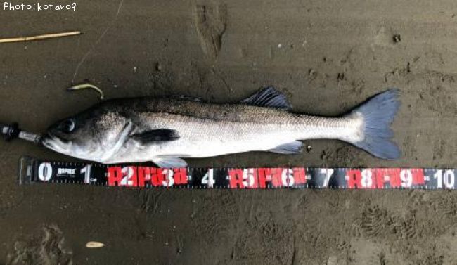 �����Х�