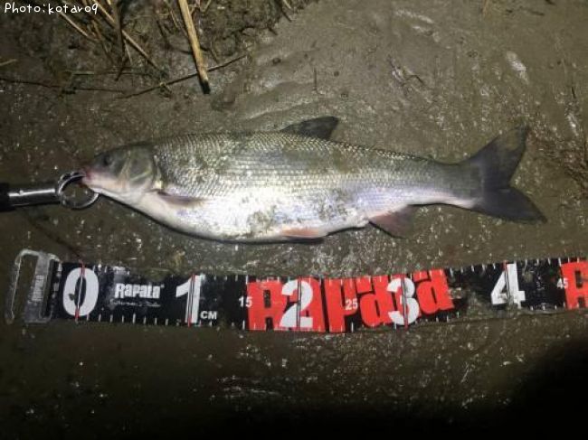 �ޥ륿������