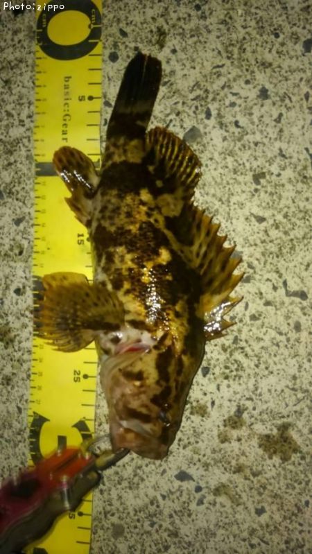 �����Υ���Х�