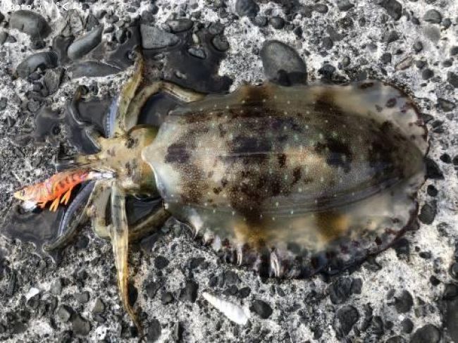 �����ꥤ��