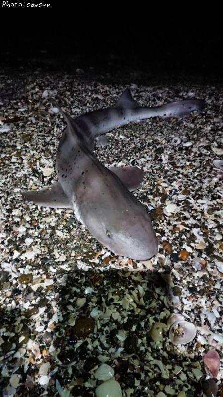 �ɥ�����