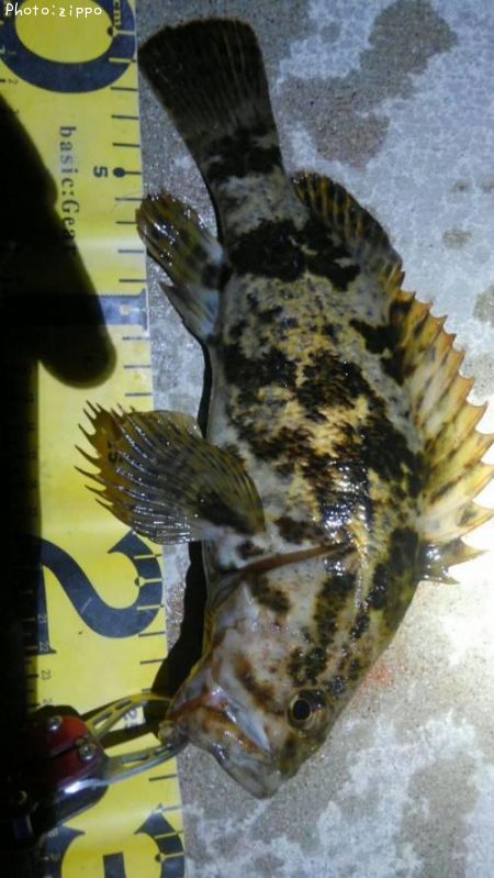 �����Υ���Х�