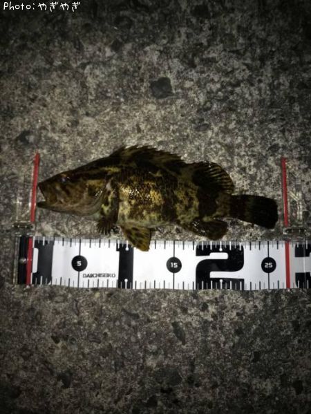 �٥å�������