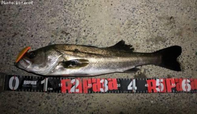 �����Х�