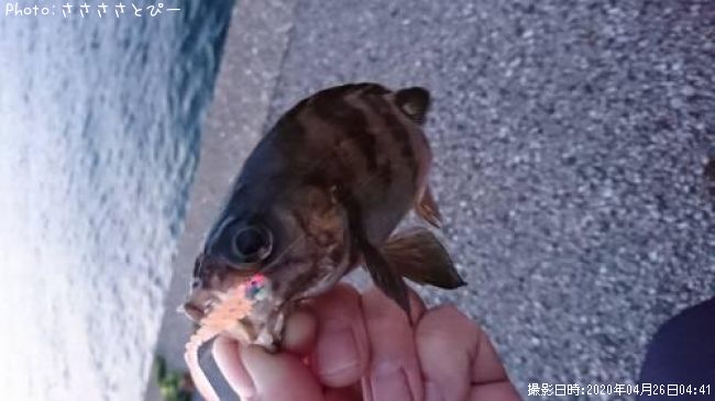 ��Х����饽��