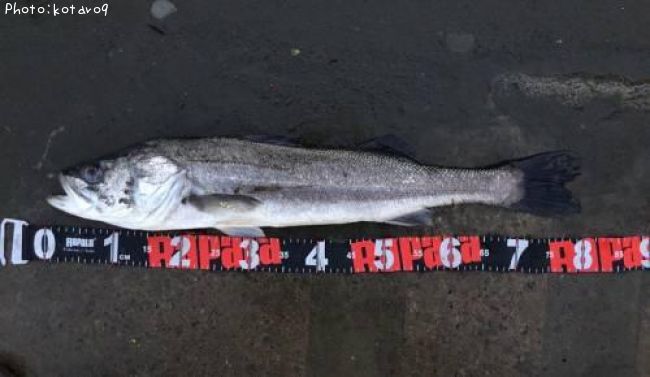 �����Х�