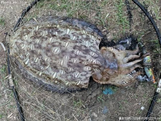 ��󥴥�����