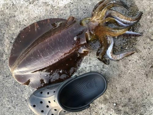 �����ꥤ����