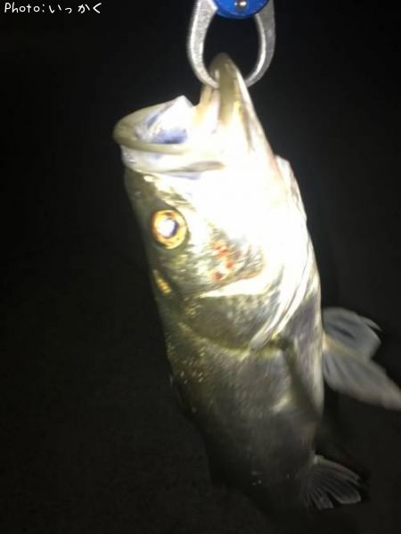 �����Х�