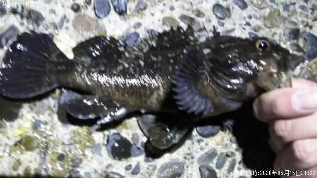 ��饽��