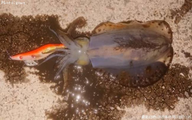 �����ꥤ��