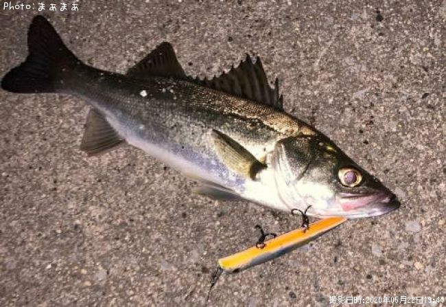 �����Х�